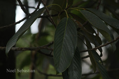 Bhesa indica
